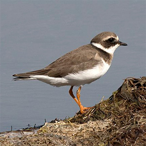 Common Ringed Plover